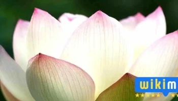 Fpmt Mongolia/Их Хөлгөний төв - Улаанбаатар 15170