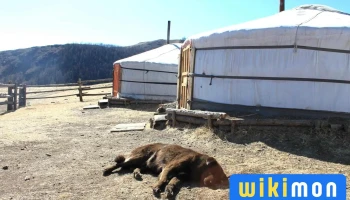 Goyo Travel Mongolia - Сбд - 5 Хороо