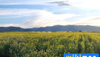 Green Agro Technology Center - Улаанбаатар 13089
