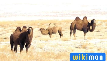 Ikh Nartiin Chuluu Nature Reserve - Ikhe Nartön Khid