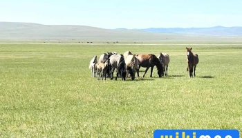 Khentii Mountains - Монгол Улс