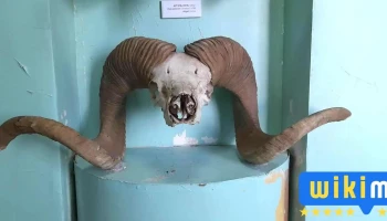 Museum of Dornod, Дорнод аймгийн музей - Чойбалсан