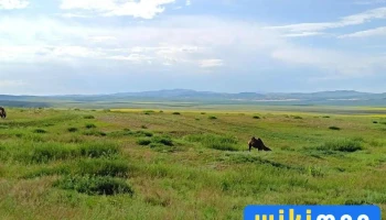 Монгол Олон Улсын Дээд Сургууль - Улаанбаатар