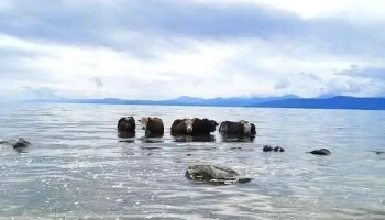 Мөнгөн эрэг амралтын газар - Хөвсгөл
