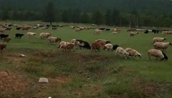 Сүүж Уул Амралт - Улаанбаатар