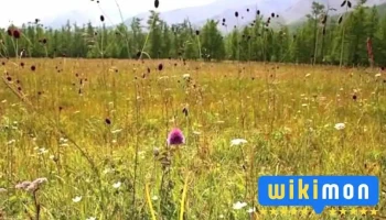 Ургамал - Завхан