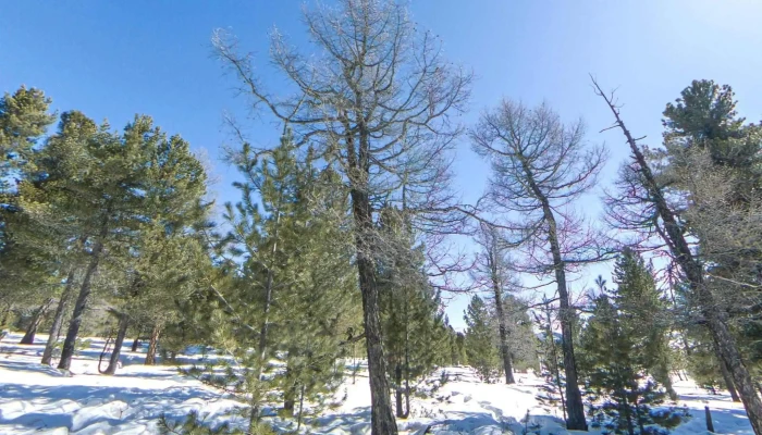 Asralt Khairkhny Otoglokh Tseg Neg Bugd - Asaralta