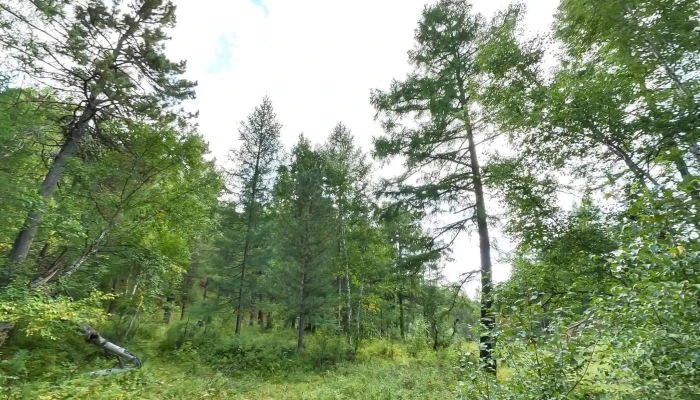 Chingeltei Uul Gudamzh Kharakh Bolon 360deg - Улаанбаатар