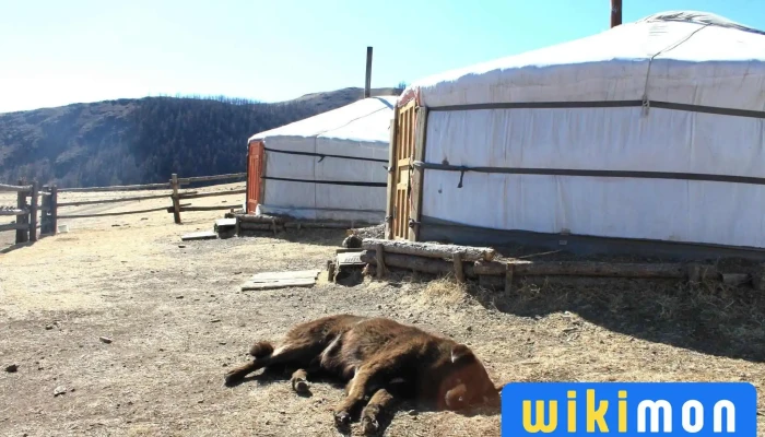 Goyo Travel Mongolia - Сбд - 5 Хороо