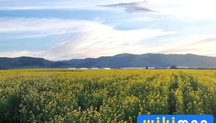 Green Agro Technology Center - Улаанбаатар 13089