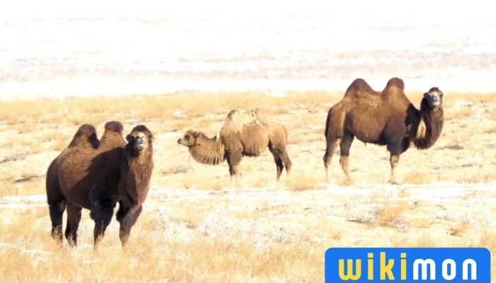 Ikh Nartiin Chuluu Nature Reserve -  Bugd - Ikhe Nartön Khid
