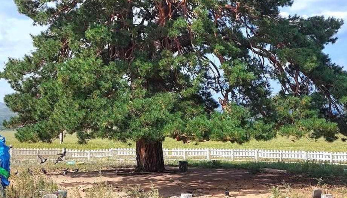 Khentii Aimag Baian Adarga Sum Khatadyn Orgoo Bugd - Дуурлиг