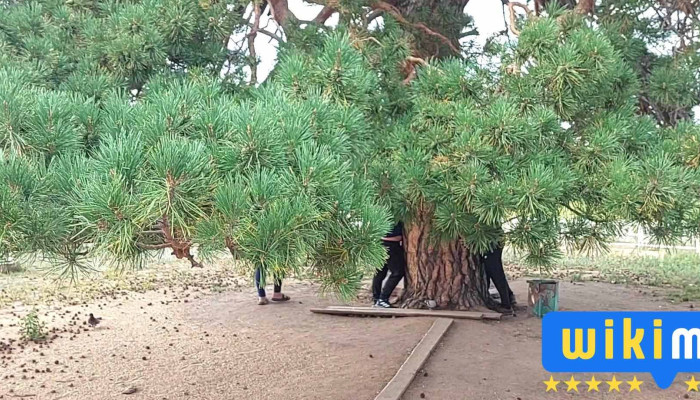 Khentii Aimag Baian Adarga Sum Khatadyn Orgoo Video - Дуурлиг