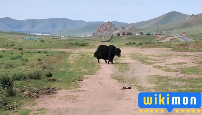 Khumug Tour And Resort -  Video - Улаанбаатар