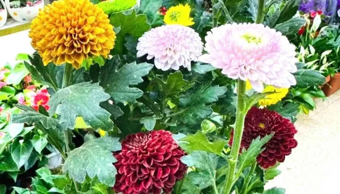 M Flowers Shop - Улаангом